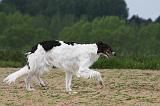 BARZOI 006